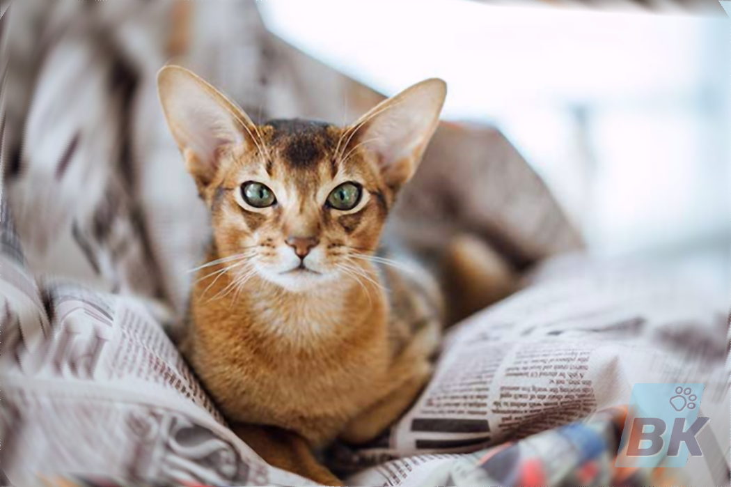 Абиссинская кошка