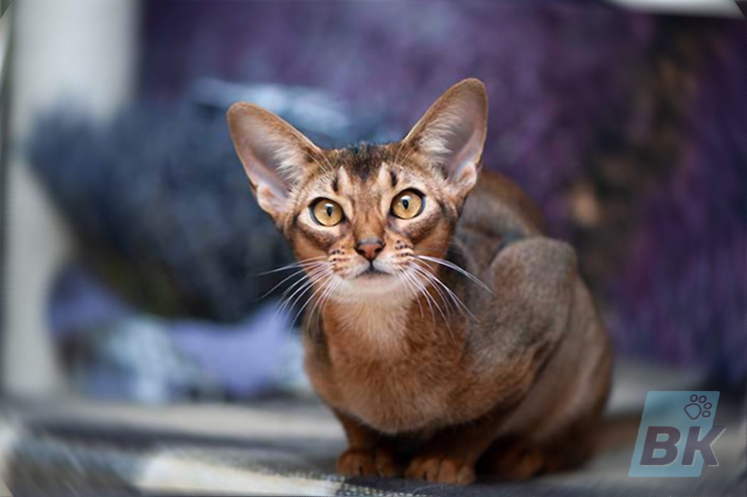 Abyssinian