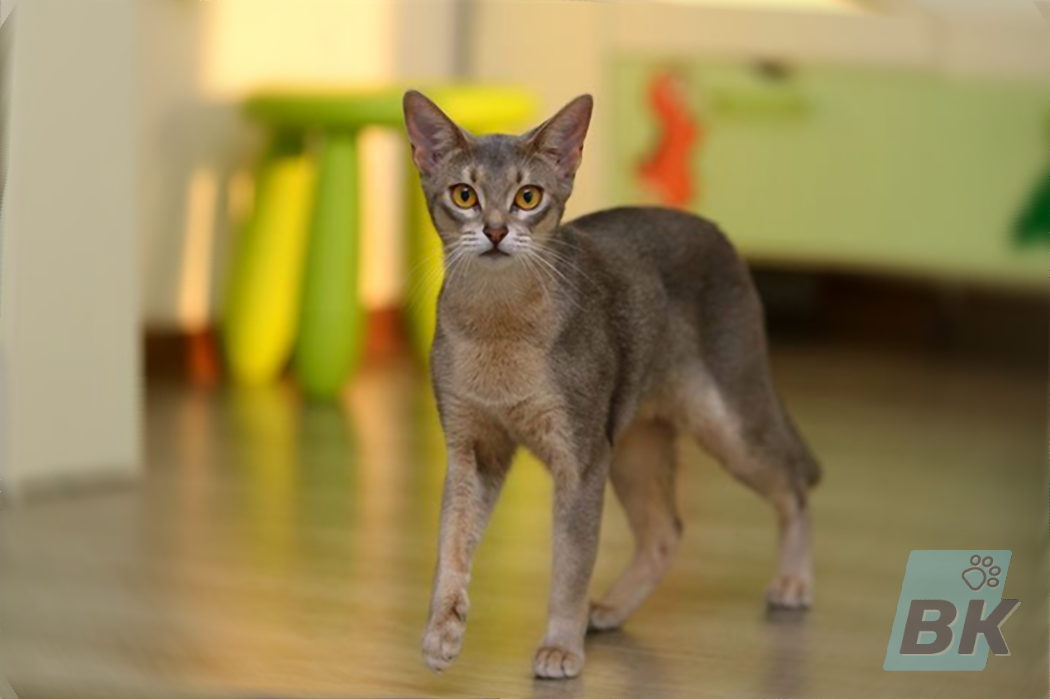 Abyssinian
