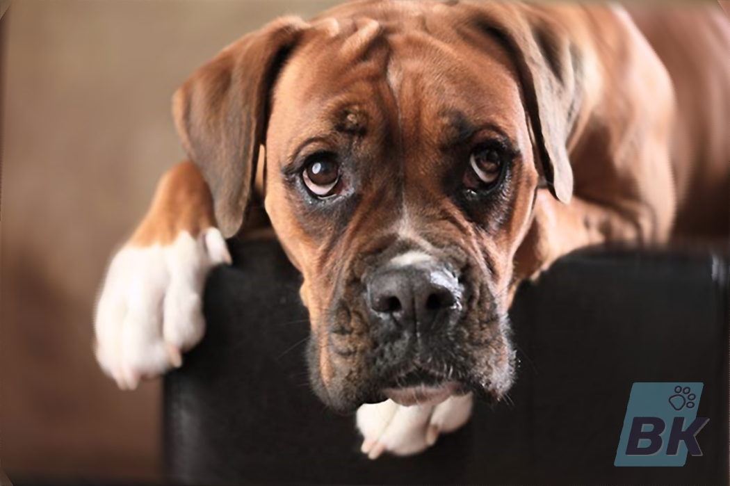 Boxer