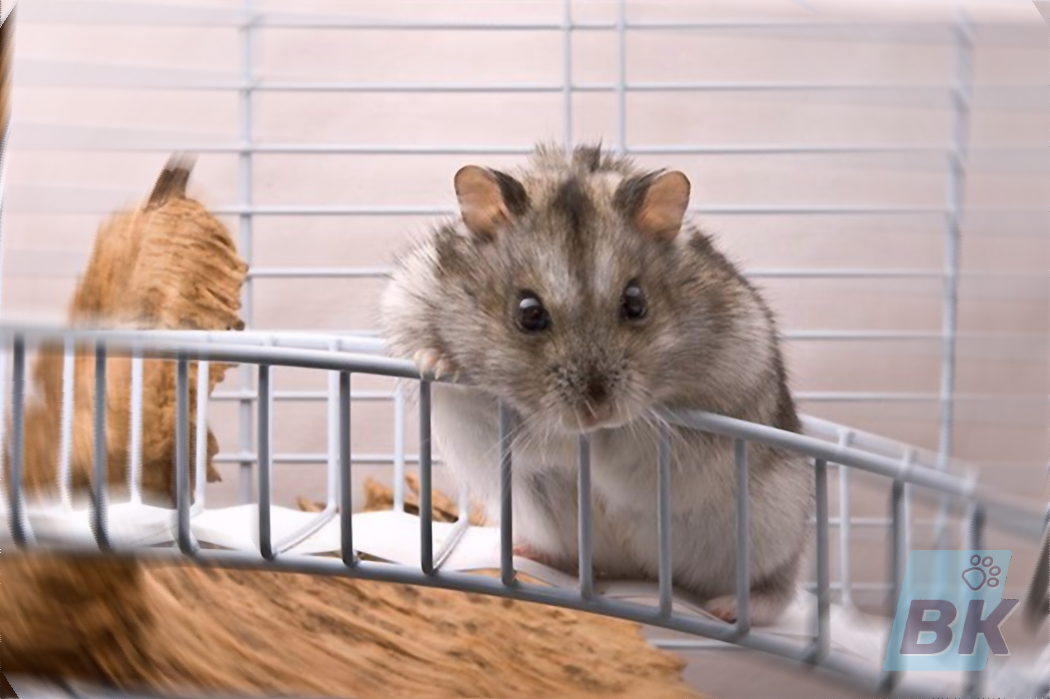 Campbell-dwarf-hamster