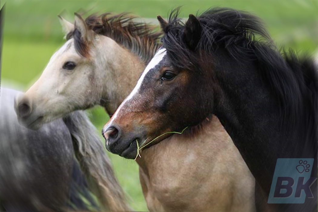 Connemara stallion