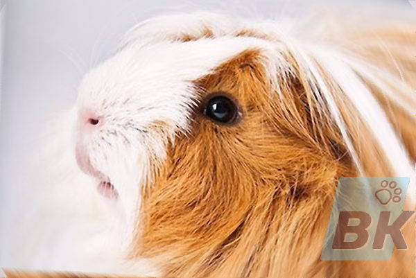 Angora
