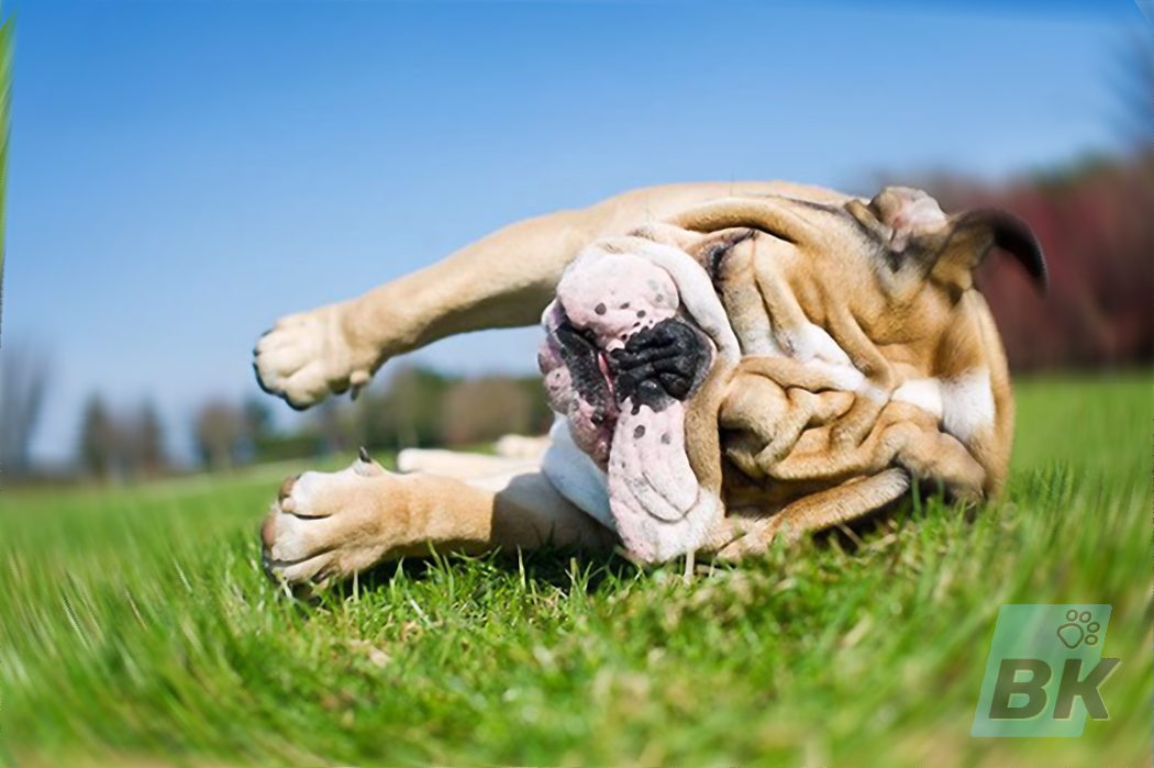 Bulldog
