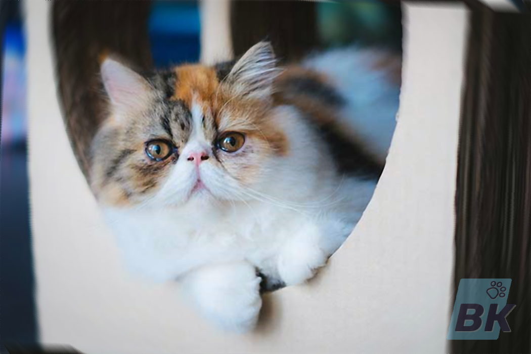 Экзотическая короткошерстная кошка