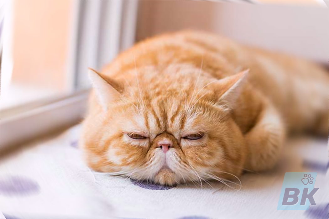 Экзотическая короткошерстная