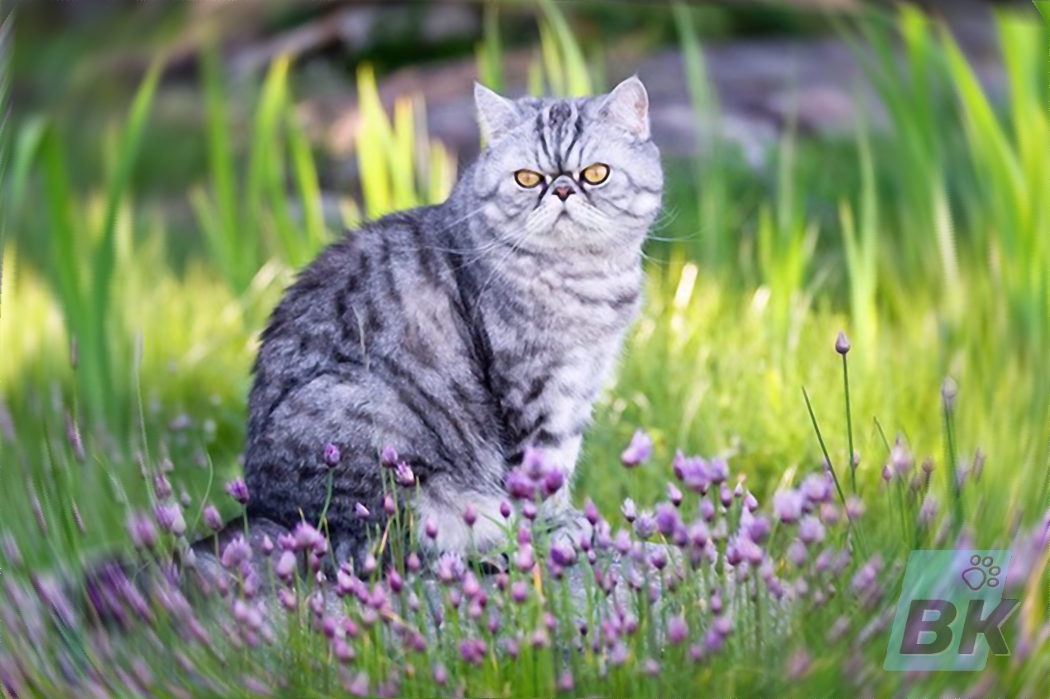 Экзотическая кошка (экзот)