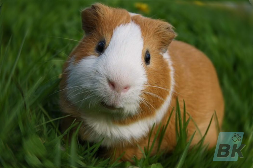Морская свинка гладкошерстная (Cavia porcellus)