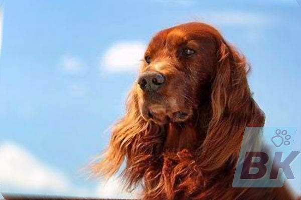 Irish setter