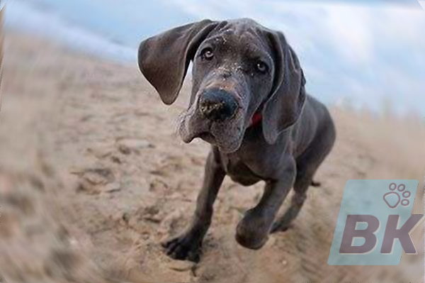 Great Dane
