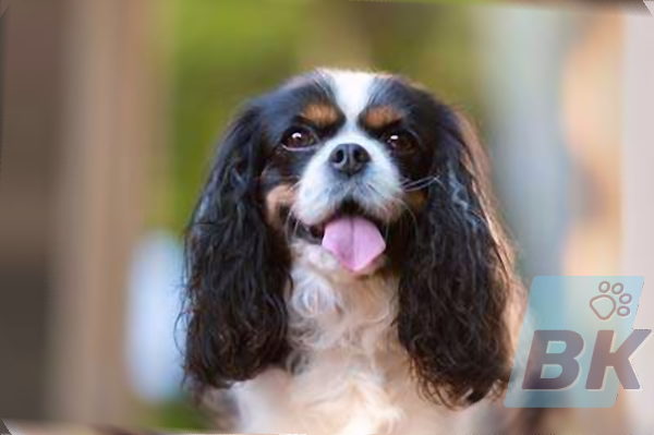 Cavalier king charles