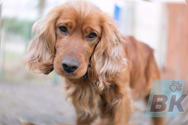 Cocker spaniel suess