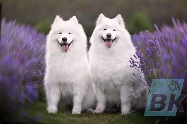 Samoyed cute