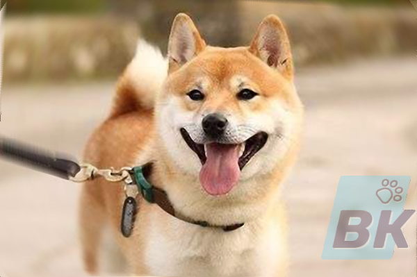 Shiba inu gassi