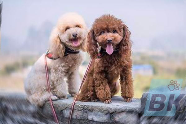 Poodle suess