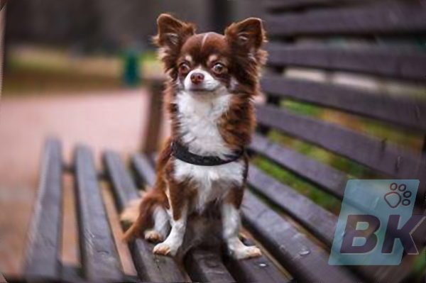 Chihuahua brown white