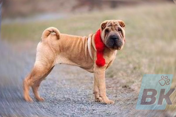 Shar pei fell