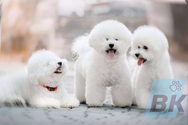 Bichon frise white