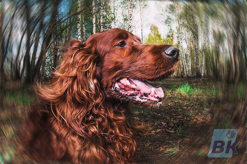 Irish Setter