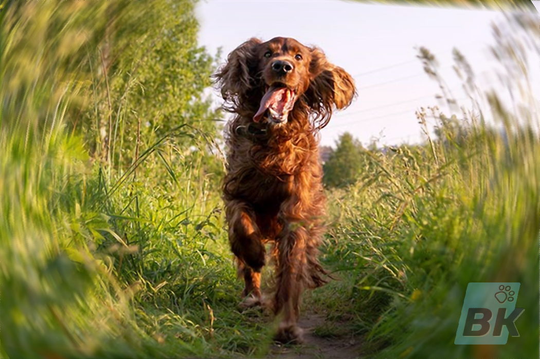 Irish Setter