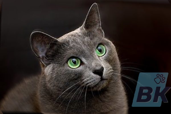 Russian Blue