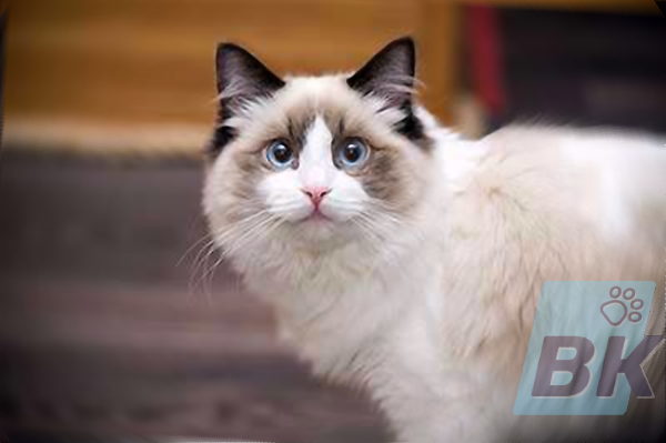 Ragdoll suess