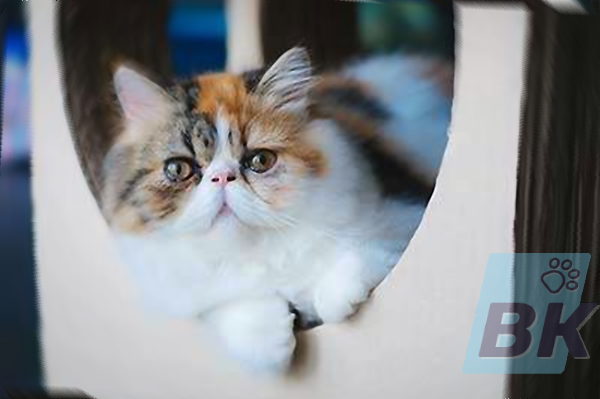 Экзотическая короткошерстная кошка