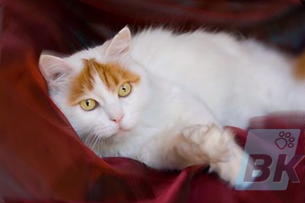 Turkish Van