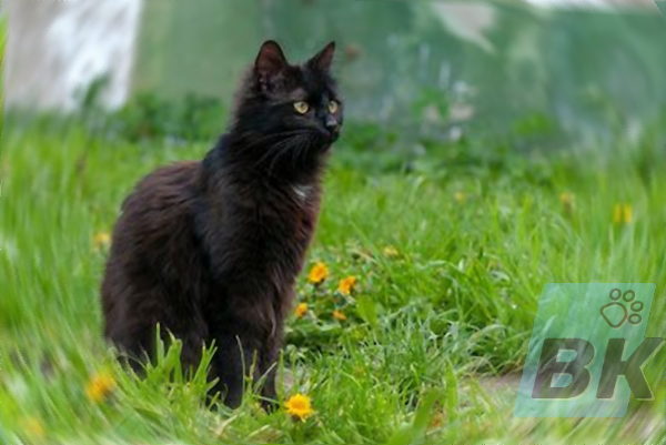 Йоркская шоколадная кошка