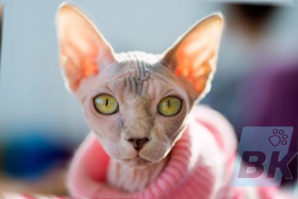 Sphynx
