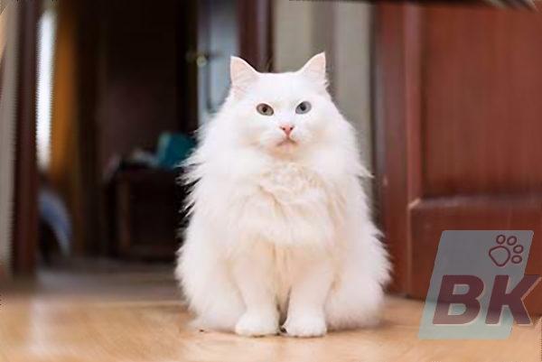 Turkish Angora