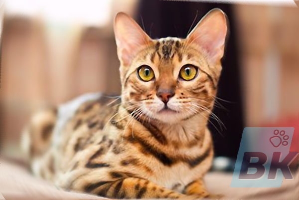 Bengal