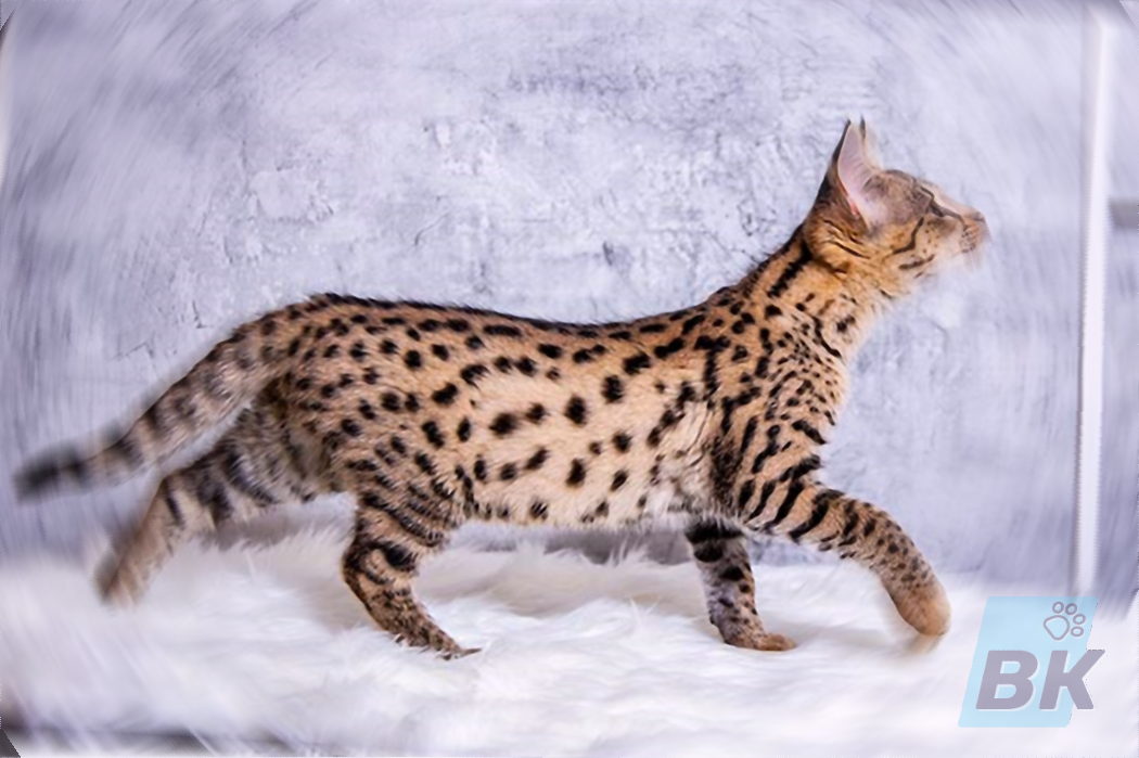 Savannah
