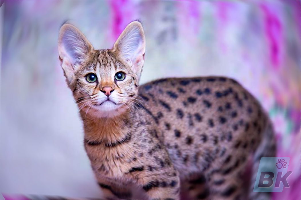 Savannah