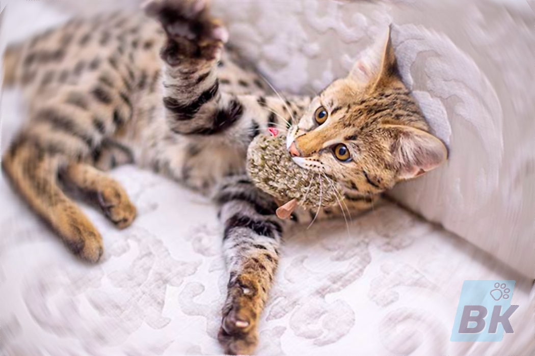 Savannah