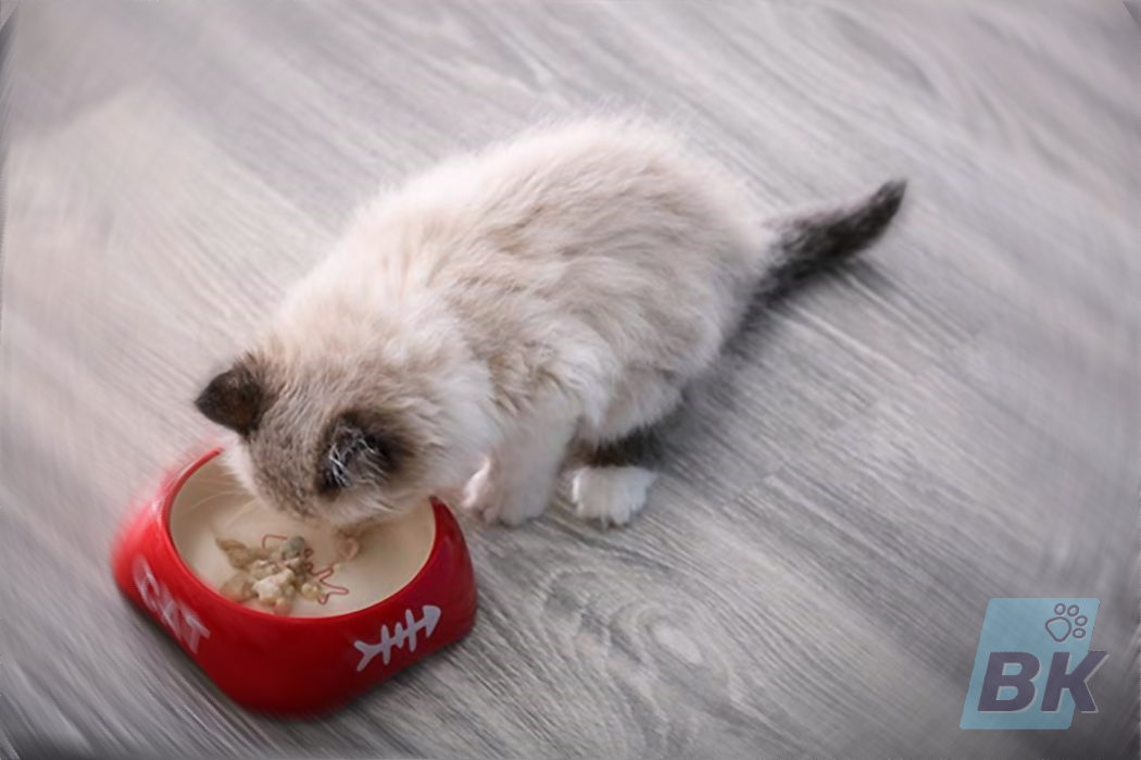 Корм для кошек